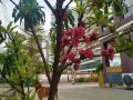 flower-club