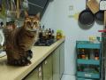 hulls-cattery