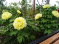 shanghai-taoyuan-renjia-homestay
