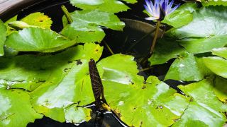 qingcheng-houshan-landscape-heyuan-homestay