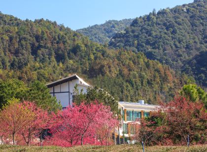 新豐森淶大豐茶園民宿