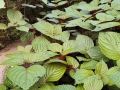 老耿农家院