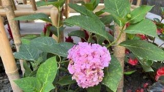 qingcheng-houshan-landscape-heyuan-homestay