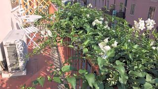 fleur-blanche