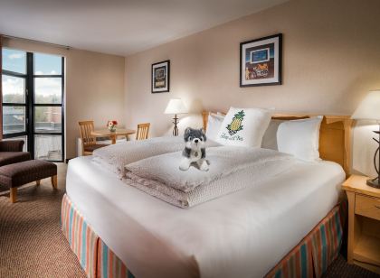 Staypineapple, University Inn, University District Seattle