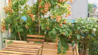 rustic-house-homestay
