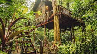 our-jungle-house