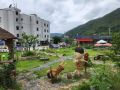 cheongsong-gallery