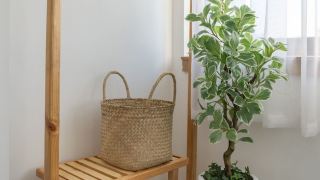 chipa-homestay