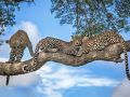 motswari-private-game-reserve
