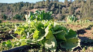 hort-de-mao-el-rebost