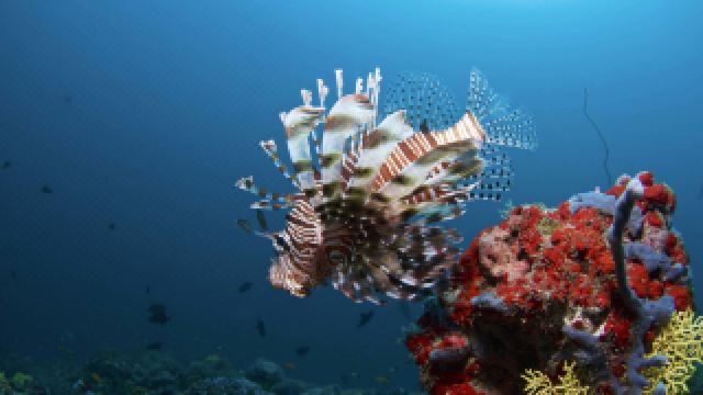 biyadhoo-island-resort