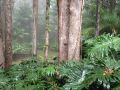 songbirds-rainforest-retreat