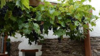 haus-mosel-oase