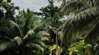 sepilok-jungle-resort