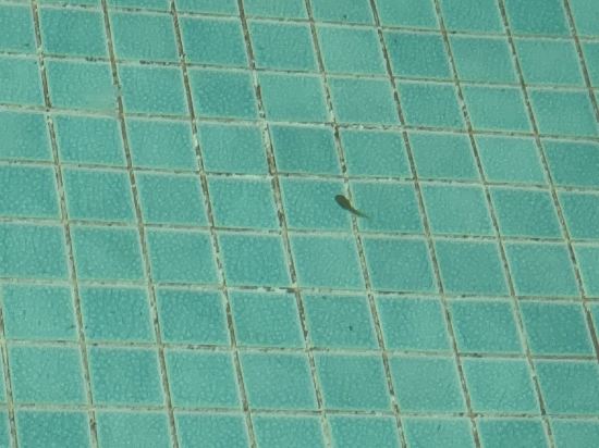 佛山美的鷺湖鷺棲台別墅優惠