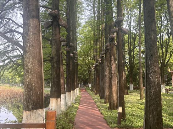 武漢翠柳村客舍優惠