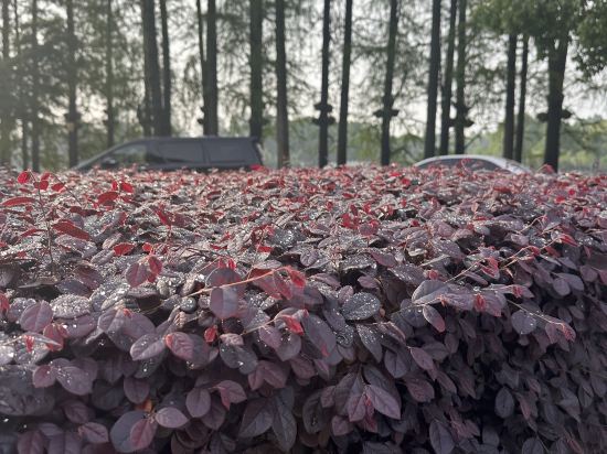 武漢翠柳村客舍優惠