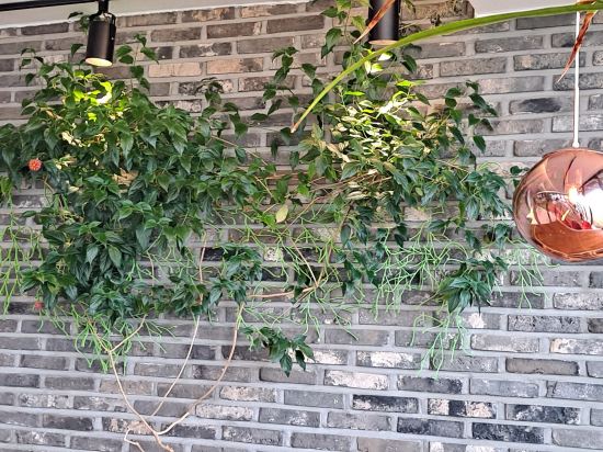 도우제펜션 쿠폰