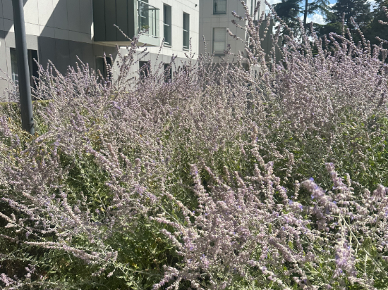 貝爾蒙特城堡之旅克萊芙酒店優惠