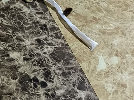 구포 캣츠모텔 쿠폰