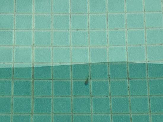 佛山美的鷺湖鷺棲台別墅優惠