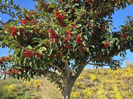 쏠비치 진도 쿠폰