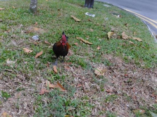 新加坡宜必思快捷花柏山酒店(SG Clean)(Staycation Approved)優惠