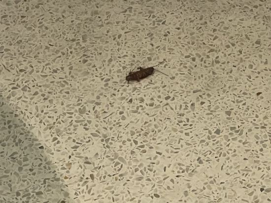 布吉椰島村舍度假酒店(SHA Extra Plus)優惠