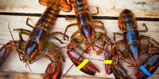 House of Dancing Water