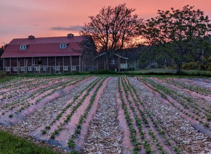 Beautiful beachfront Villa on 80 acres of farmland!