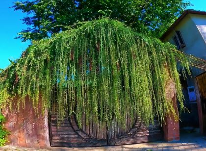 Sdd Bamboo Village Resort