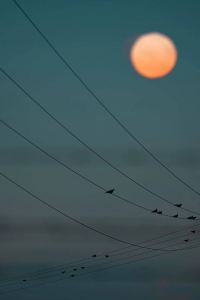 LunarNewBorn