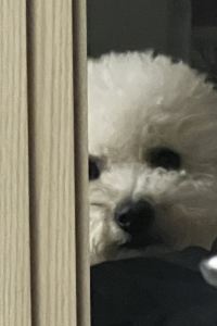 Shiningsoya