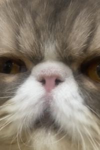 嚕嚕葉