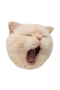 Nyan_29 Iksan N Parktel 쿠폰