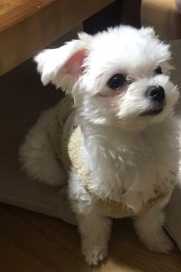 Jennycookie