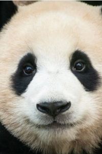 펑팽펑
