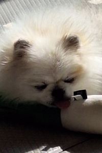 옴바옴바