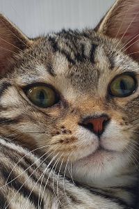 Whona 베스트 웨스턴 플러스 전주 호텔 쿠폰