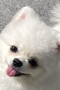Tsukii