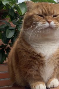 Weiwei Kai 英皇駿景酒店優惠