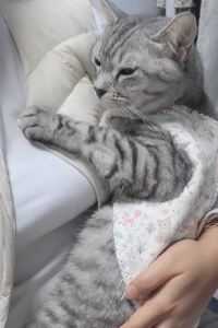 지니꼰