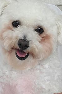 쭈말럽