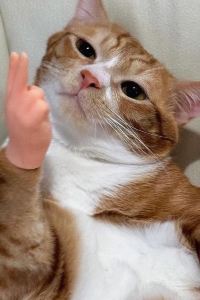 짱구누나