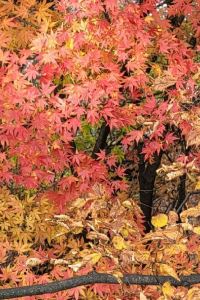 紅葉片片