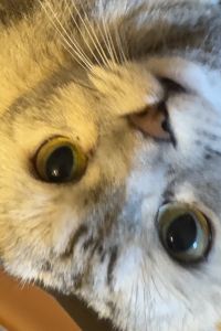 냥보리