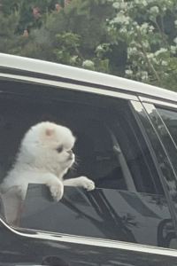 슌슈
