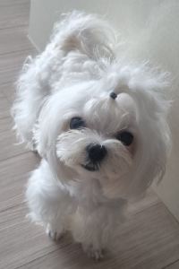 zzinilove 브릭스 호텔 쿠폰