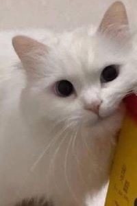 Kenzoe
